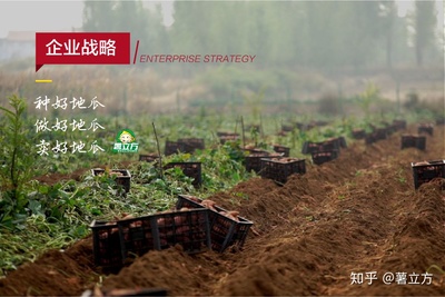 深耕薯类种植，引领三农发展 薯立方集团CEO宋章峰的农业创新之路